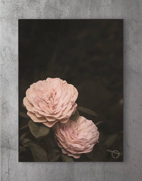 Billige Plakater Online - Two Roses